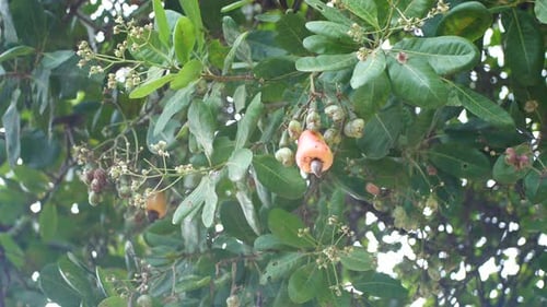 Cashew Nuts Growing on Tropical Tree