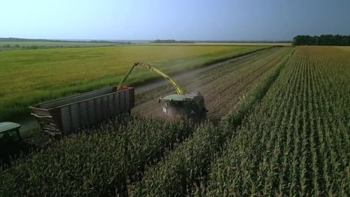 Corn Silage Harvesting with Forage Harvester on Field