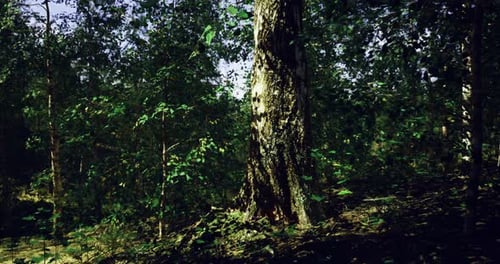 Sunlight Filtering Through Leaves in a Serene Forest Setting