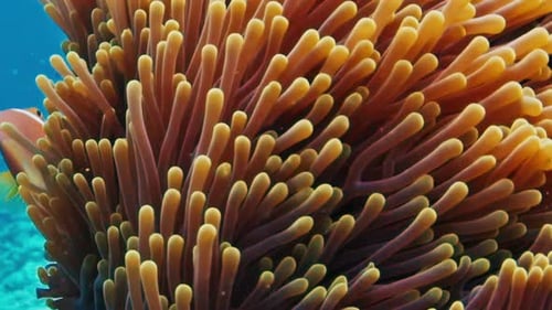 Anemone and Clownfish
