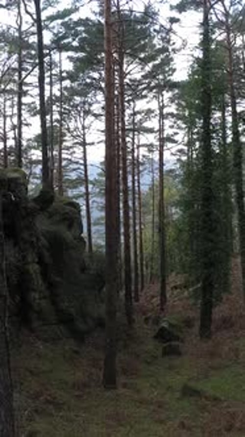 Vertikales Video vom Fliegen im Wald
