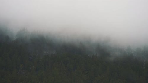 Fog In The Pine Forest