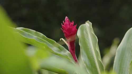 Close up rack focus of tropical red ginger flower, Alpinia purpurata