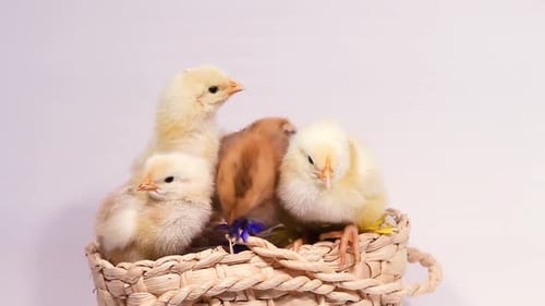Süße neugeborene flauschige Küken auf weißem Hintergrund mit Weidenkorb und Primeln