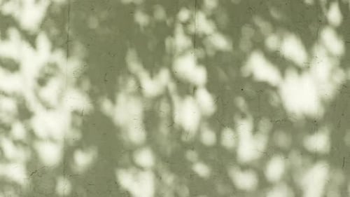 Transparent Soft Light and Shadows From Branches Plant Foliage and Leaves Sun and Shadows Gray