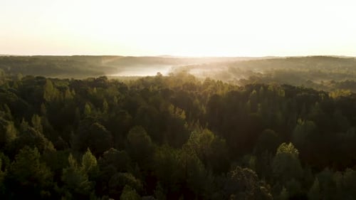 Paisagens naturais com pôr do sol e floresta, espigas de trigo, rio e pedra