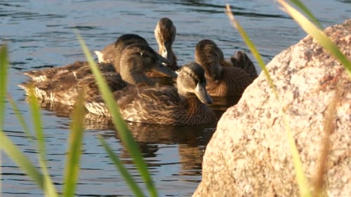 Group of young Mallard ducks swimming closely together on a lake