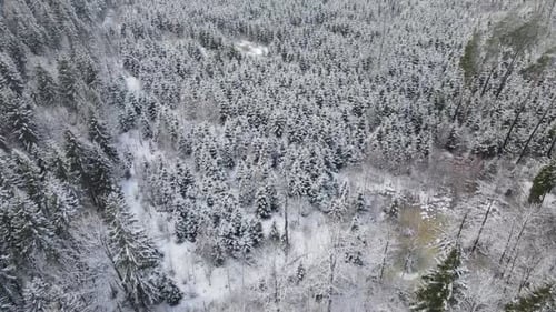 Spruce tops from above. Snowy fir trees from a drone. Beautiful winter in the spruce forest. Searchi
