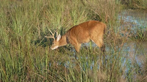 Elegant Deer Grazing Peacefully in Grassy Marsh