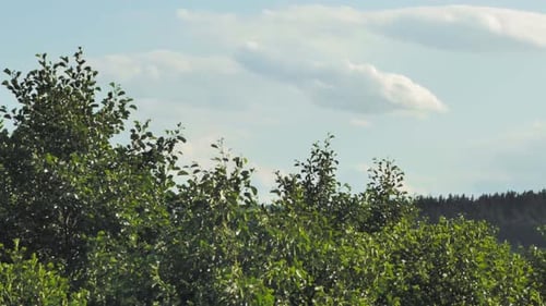 Grünes Laub von Bäumen, die vom Wind verweht werden