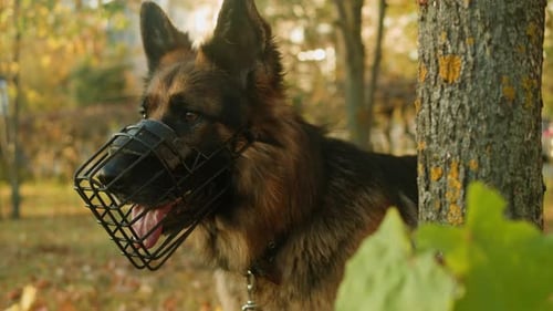 German Shepherd Dog in a Muzzle Portrait in the Autumn Park Closeup Purebred Dog Pets Walking in