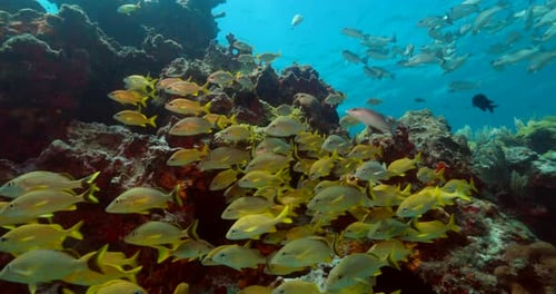 School of yellowtail snappers on a reef in Cancun Mexico