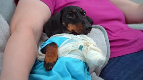 Scared wounded dog with paw wrapped in bandages next to owner