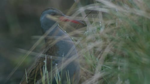 Water Rail Bird among tall grass wildlife footage