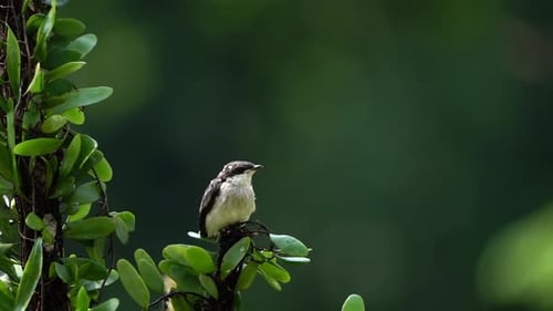 Video über den Schwarzflügel-Fliegenfängerwürger