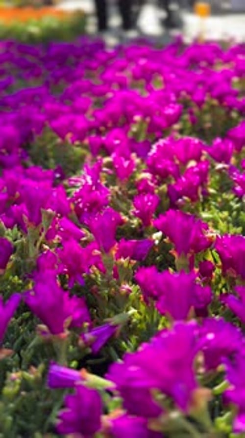 Bright Purple Flowers Blooming in a Garden
