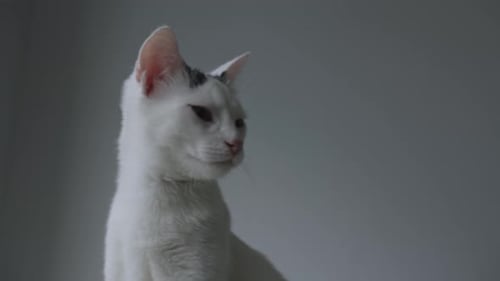 Sleepy White Cat Detecting Sounds With Moving Ears Close Up