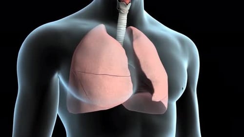 3D Animation of Human Lungs and Diaphragm with Respiration