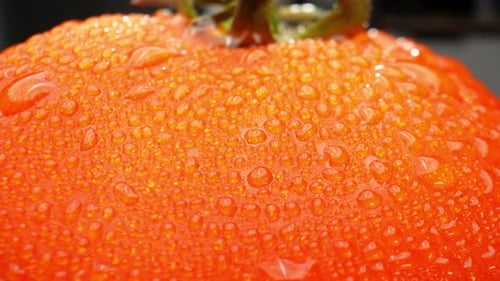 Ein Makrovideo mit einer Tomate mit Wassertröpfchen
