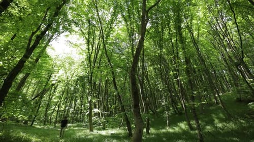 Person Walking Through Lush Green Forest