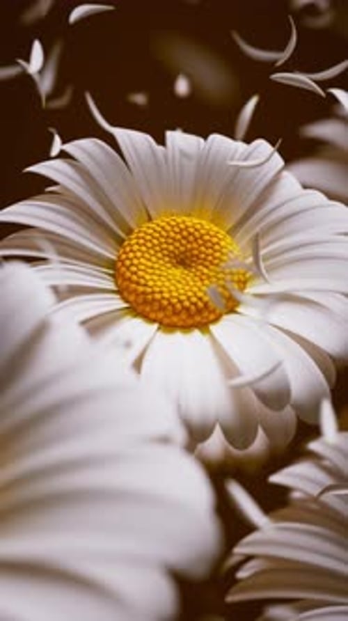 Boucle 3D lumineuse de marguerites blanches avec des centres vifs et des pétales flottants.