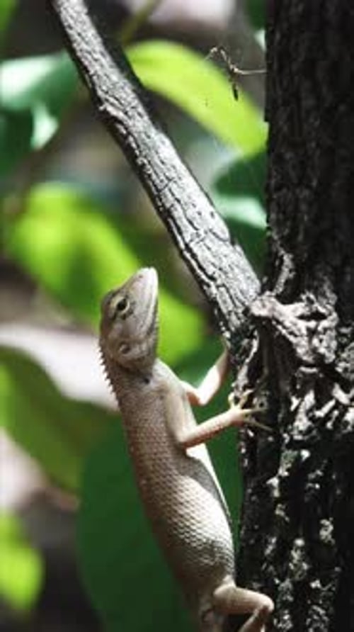 Vidéo verticale 4k d'un lézard mangeant une fourmi 2