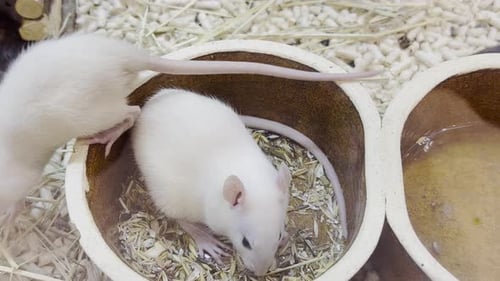 White Rats Sniff Around in Bowls