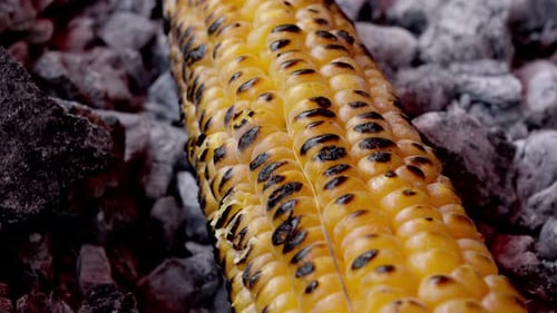 Sweet corn Grill , sweet corn cooking on charcoal, ripe corn cobs grilled sweetcorn for food vegan