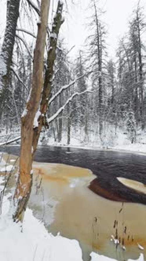 Lindulovskaya Grove an Ecological Trail a Calm Winding River in a Snowy Forest Trees Under the Snow