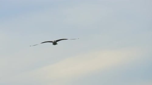 Serene seagull soaring over calm morning ocean.