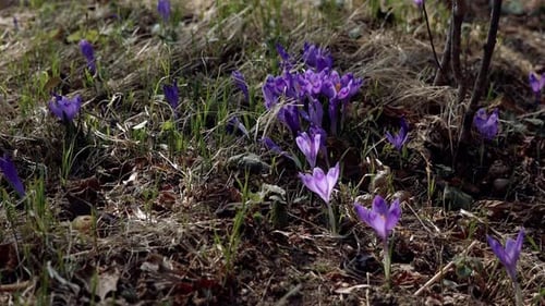 Beautiful purple and blue crocuses. Beautiful meadow with spring primroses.