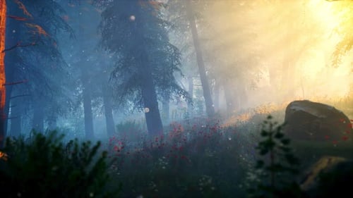 Fantasy Forest in the Morning looped 4K