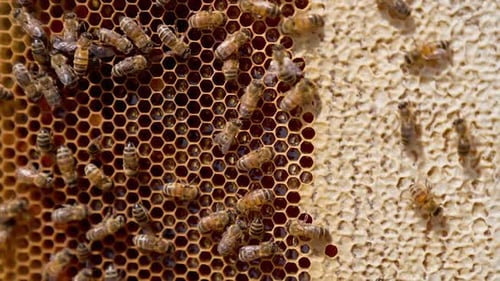 Honeybees on Honeycomb Producing Honey, Close-Up