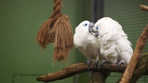 White Parrot Cockatoo Communicating at Zoo