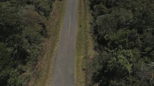 Revealing shot of a Road middle of a jungle.