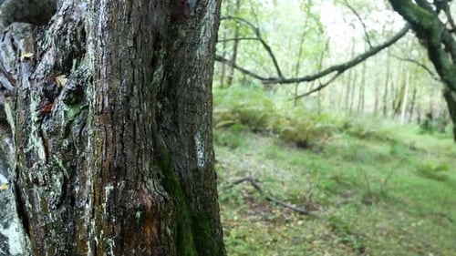 Spooky woodland trail reveal behind tree trunk in daytime forest wilderness autumn foliage