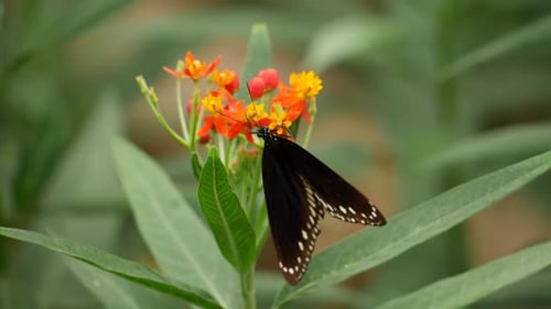 Una mariposa descansa sobre una flor en el mariposario del zoológico