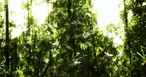 Lush Green Bamboo Forest Under Bright Sunlight in the Afternoon