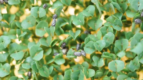 The camera slowly moves from above along the green sprouts of Chia seeds, illuminated from below.