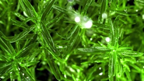 Close Up of Green Plants with Water Droplets