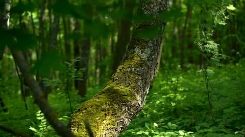 Tree Covered with Moss in a Green Forest