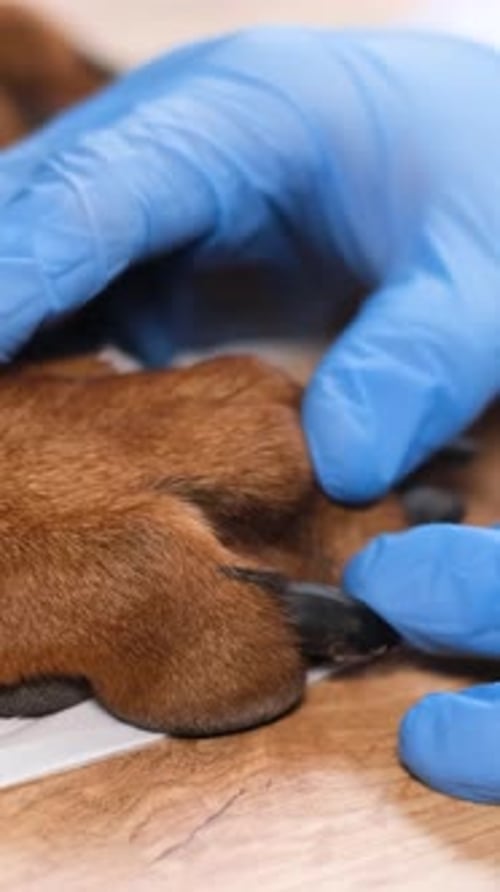 Veterinarian Examining Paw Of Dachshund Dog