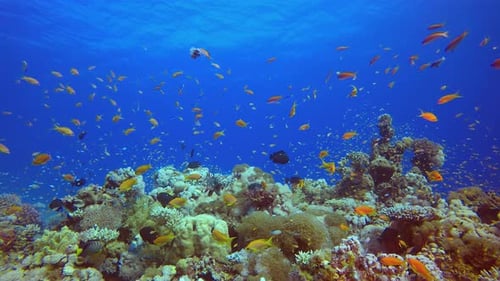 Underwater Scene Tropical Coral Reef