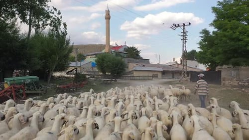 Vue aérienne du berger menant son troupeau de moutons