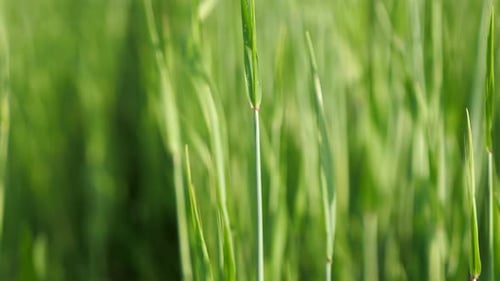 Thin Green Wheat Stems Waved By Wind on Sunny Field Macro