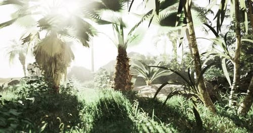 Sunlight Filtering Through Tropical Jungle Palm Trees