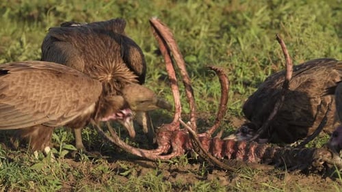 Vultures scavengers eating an Antelope in Tanzania