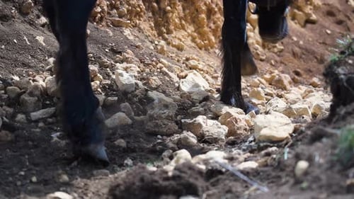 Close-up of horse hooves walking on a rocky path