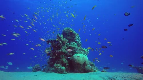 Vibrant Coral Reef Thriving with Swimming Fish
