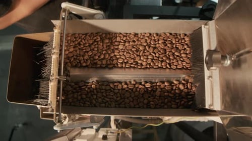 Metallic Coffee Bean Processing Machine in Roasting Plant